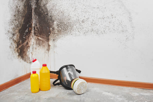 Best Mold Odor Removal Services  in Chillicothe, OH